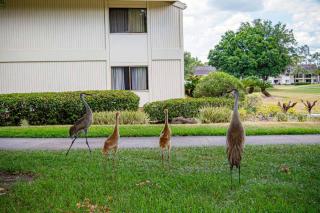 Newly Listed! 20 Percent Off! Golf and Tennis Community Retreat - Wesley Chapel - 3