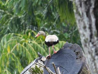 Villasjungle 3 - Sámara - 2