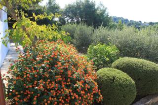 Apartments with parking space Rukavac, Vis - 8496 - 3