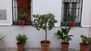 Carmona&House - Sevilla - 5