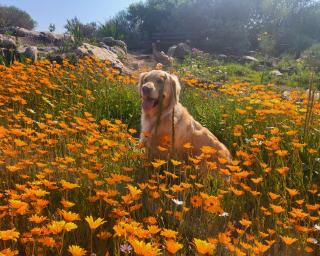 Rosenhof Manor House - since 1847 - 4