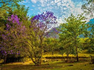 Jungle Hut - Masinagudi - 3