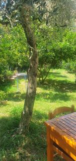 Xho's Forest Guest House - 2