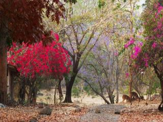 Jungle Hut - Masinagudi - 2