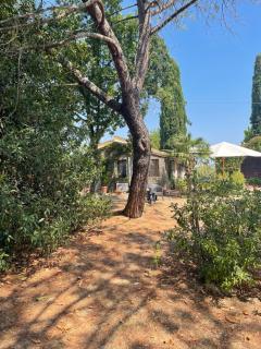 La selva - Arezzo - 7