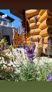 Lavender House - Slavske - 4