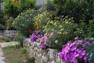 Apartments and rooms by the sea Cove Saplunara, Mljet - 4907 - Saplunara - 4