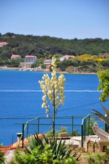 Apartments by the sea Supetarska Draga - Gornja, Rab - 5055 - Supetarska Draga - 3