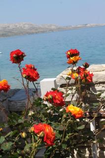 Apartments by the sea Metajna, Pag - 6497 - 4
