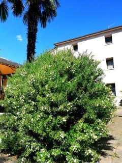 Agriturismo Da Andreina - Borso del Grappa - 4
