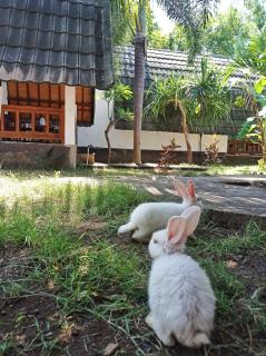 Follow The Rabbit Bungalow - Gili Air - 1