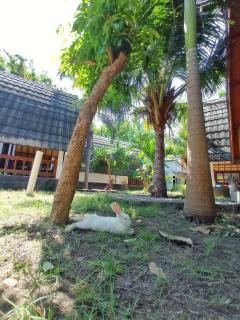 Follow The Rabbit Bungalow - Gili Air - 2
