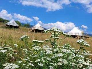 Nucsoara Glamping - Nucşoara - 9