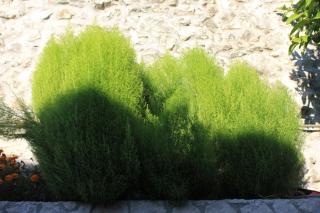 Apartments with WiFi Trsteno, Dubrovnik - 8738 - 4