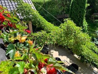 Pensiunea Mugur De Fluier - 1