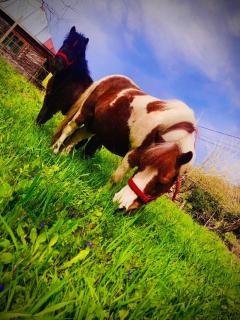 Gospodaria Klaus - 1