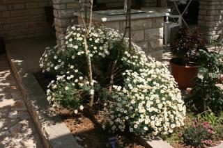 Apartments by the sea Mandre, Pag - 6457 - 3