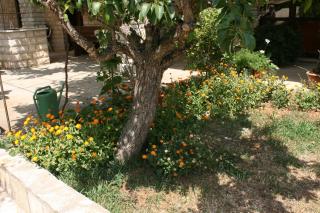 Apartments by the sea Mandre, Pag - 6457 - 2