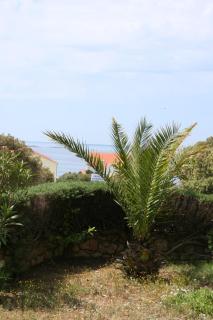 Apartments with a parking space Mandre, Pag - 6456 - 4