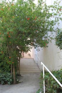 Apartments by the sea Brela, Makarska - 6686 - 2