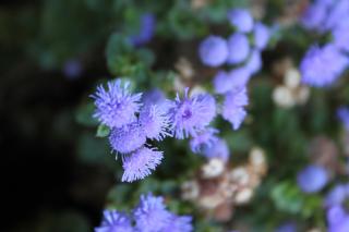 Apartments with parking space Dajla, Novigrad - 6935 - 2