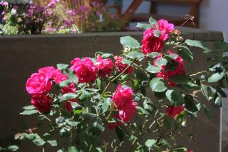 Apartments with a parking space Srebreno, Dubrovnik - 8828 - 4