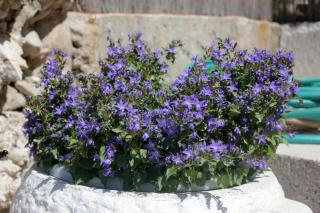 Apartments with a parking space Srebreno, Dubrovnik - 8828 - 2