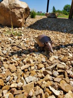 Cactus Inn and Suites - Mountain Grove - 8