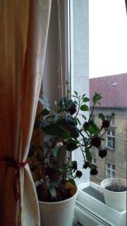 City Center Rooms - 3