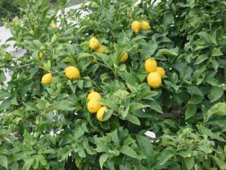 Apartments with a parking space Hvar - 11427 - 2