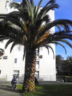 Apartments with a parking space Makarska - 11567 - 0