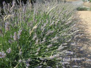 Apartment Sveta Nedilja 13753d - 2