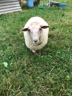 Chambre d'hôte aux Pivoines - Nistos - 5