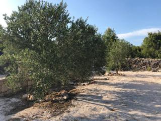 Holiday house with a parking space Cove Osibova, Brac - 16372 - Milna - 6