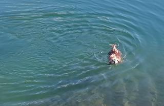 Ferienhaus Ranzer - 2