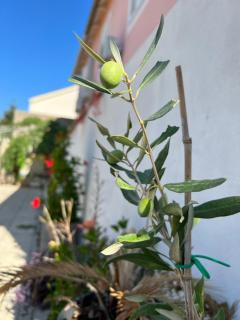 Apartment Silvana II - Šibenik - 7