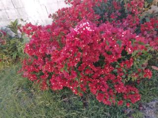 LES BOUGAINVILLIERS - Le Gosier - 3