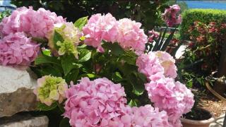 Apartments with parking space Seget Vranjica, Trogir - 16661 - 2