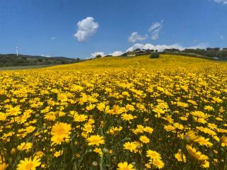 San Leonardo Country House - Calangianus - 3