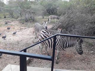 Palahala - Marloth Park - 4