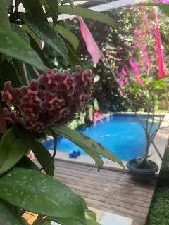 Orchid House - Blahbatu - 5