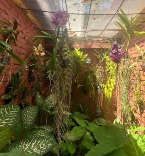 Orchid House - 3