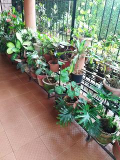 Hidden gem home stay -2 - Madikeri - 2