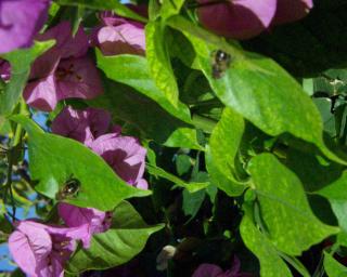 Apartments by the sea Povlja, Brac - 711 - 4