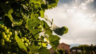 Vittoria Il Graditempo Country House - Rosora - 7