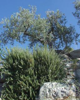 Apartments with a parking space Postira, Brac - 742 - 4