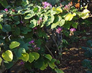 Apartments by the sea Stomorska, Solta - 784 - 3