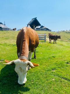 Velika Planina Koča Kekec - Stahovica - 1