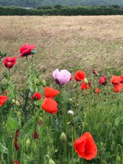 Cosy comfortable Slice of Heaven Annex in Porlock - Porlock - 3