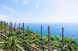 La Vigna di Bacco - Furore - 4